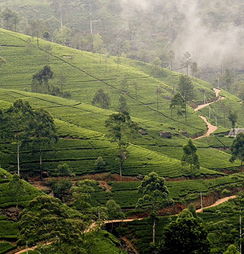 Home 16 nuwara