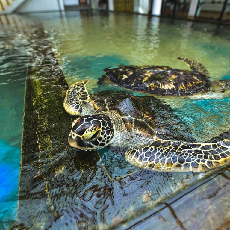 Down South Explore 6 sea turtle farm and hatchery
